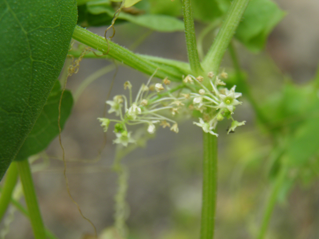 Sicyosperma gracile (Climbing arrowheads) #81831