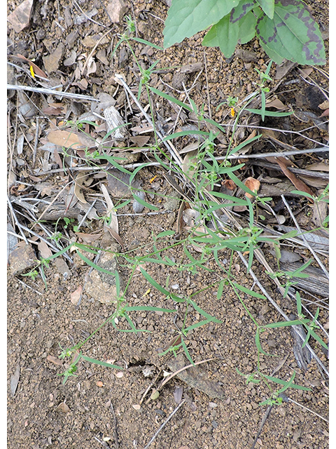 Euphorbia bilobata (Blackseed spurge) #81845