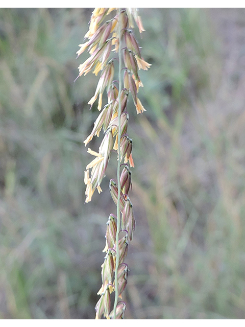 Bouteloua curtipendula (Sideoats grama) #81925