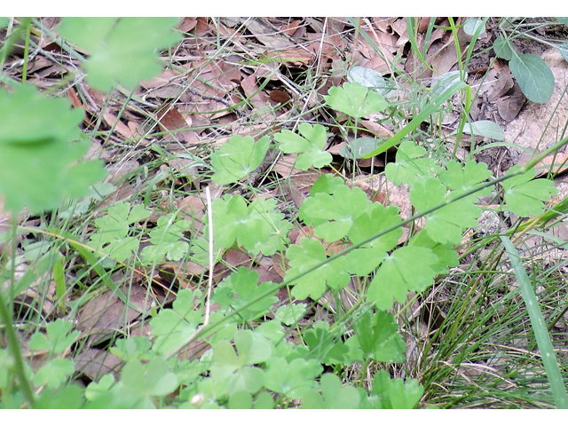 Aquilegia triternata (Chiricahua mountain columbine) #81945