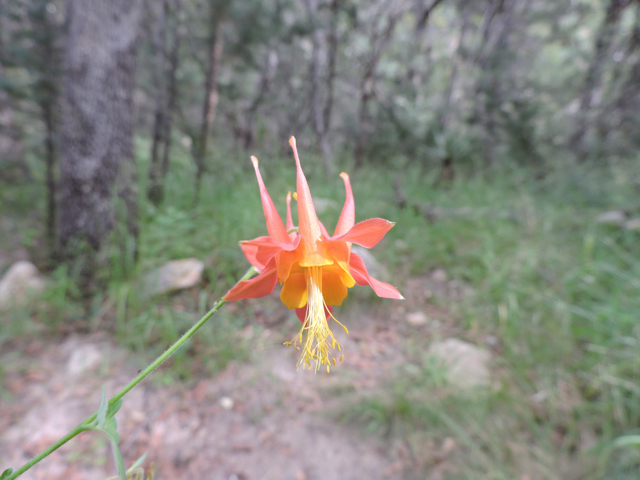 Aquilegia triternata (Chiricahua mountain columbine) #81946