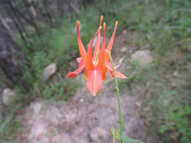 Aquilegia triternata (Chiricahua mountain columbine) #81947