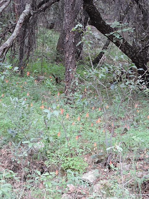 Aquilegia triternata (Chiricahua mountain columbine) #81948