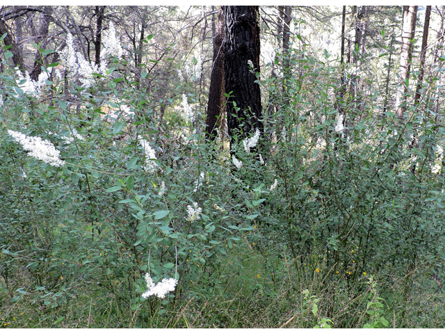 Ceanothus integerrimus (Deerbrush) #81961