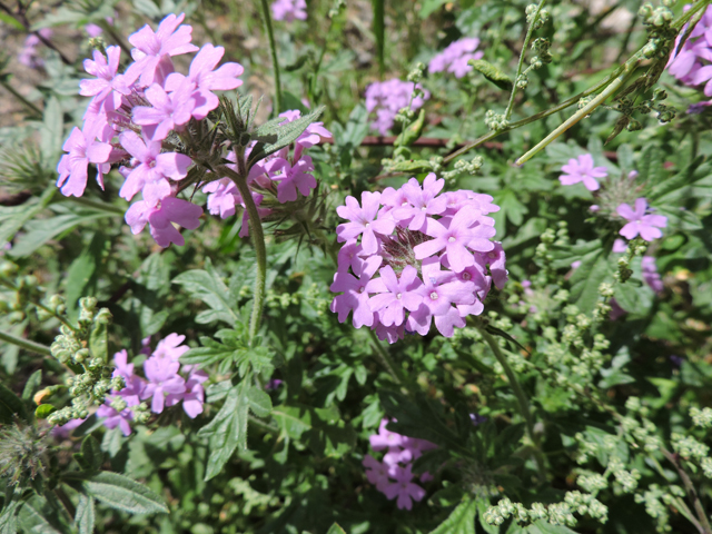 Glandularia gooddingii (Southwestern mock vervain) #81967