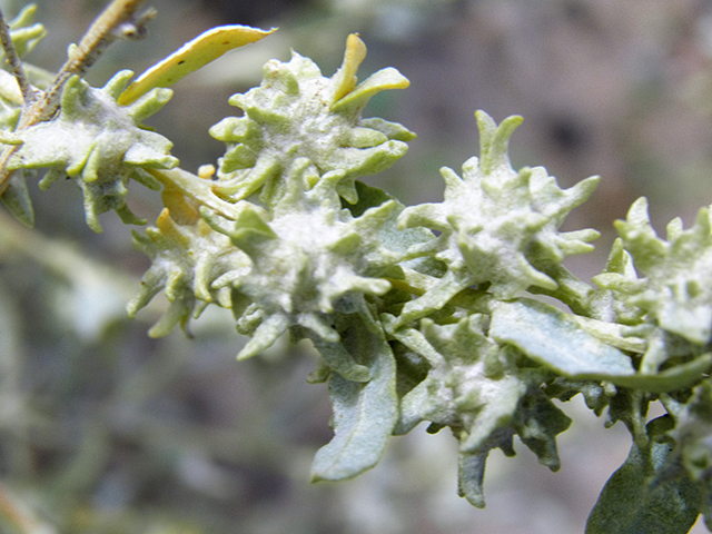 Atriplex acanthocarpa (Tubercled saltbush) #81973