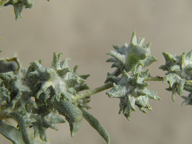 Atriplex acanthocarpa (Tubercled saltbush) #81977