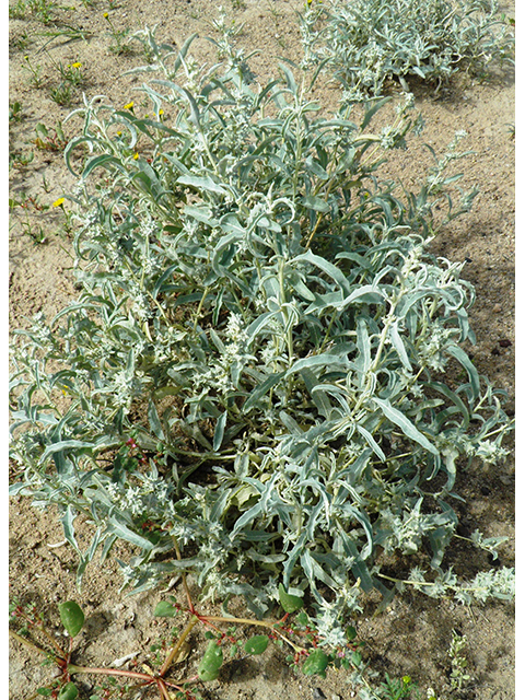 Atriplex acanthocarpa (Tubercled saltbush) #81986