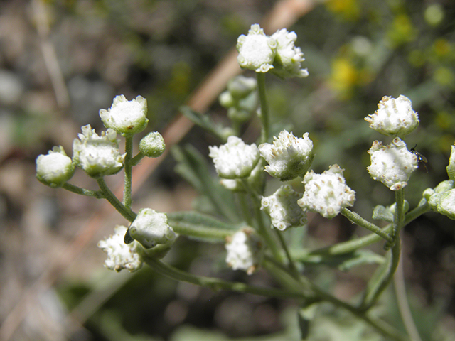 Parthenium confertum (Gray's feverfew) #82075