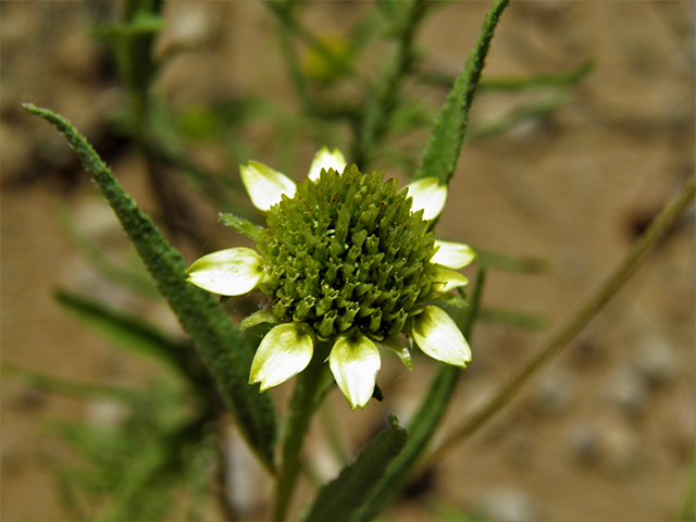 Sanvitalia abertii (Abert's creeping zinnia) #82079