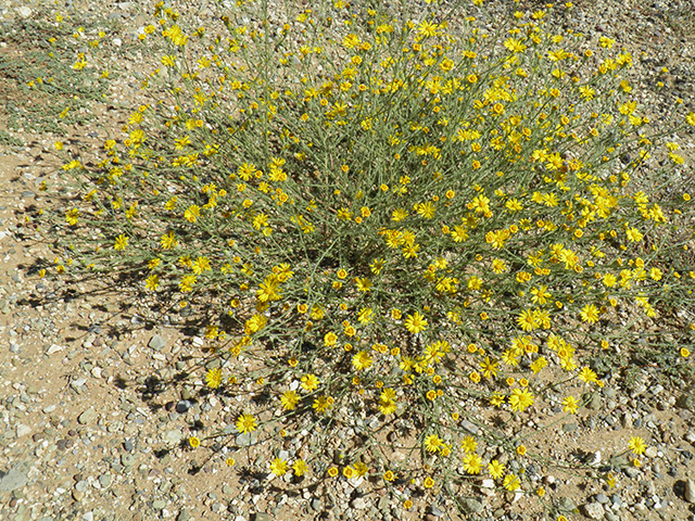 Machaeranthera gracilis (Slender goldenweed) #82097