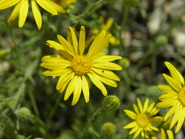 Machaeranthera gracilis (Slender goldenweed) #82099