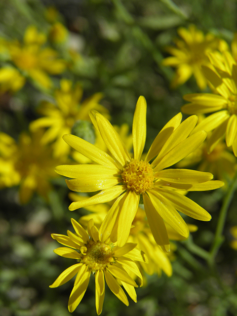 Machaeranthera gracilis (Slender goldenweed) #82100