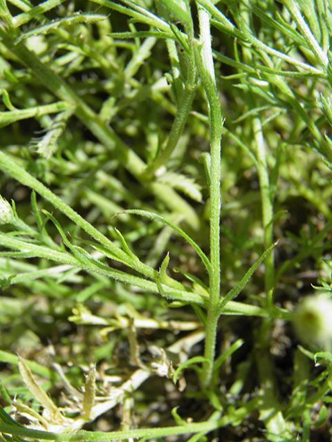 Machaeranthera gracilis (Slender goldenweed) #82102