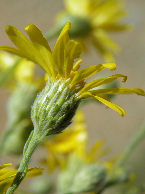 Machaeranthera gracilis (Slender goldenweed) #82106