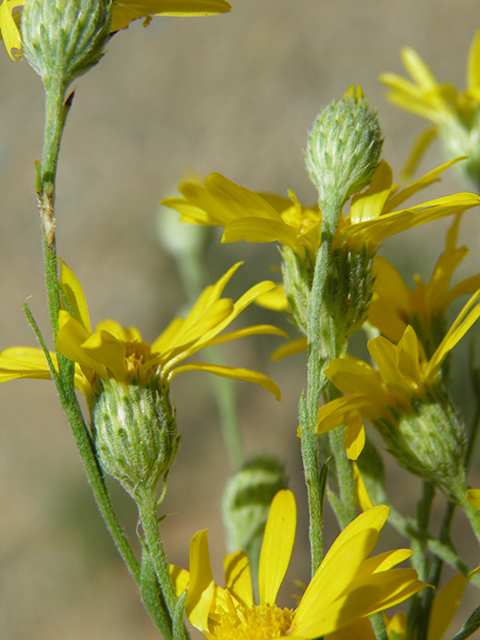 Machaeranthera gracilis (Slender goldenweed) #82107