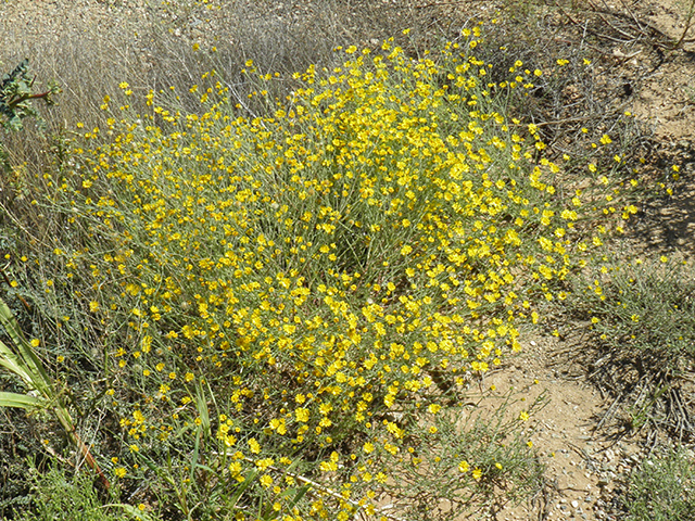 Machaeranthera gracilis (Slender goldenweed) #82109