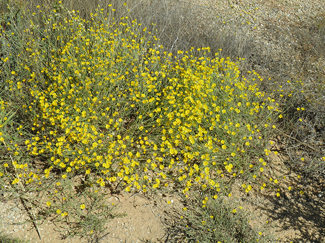 Machaeranthera gracilis (Slender goldenweed) #82110