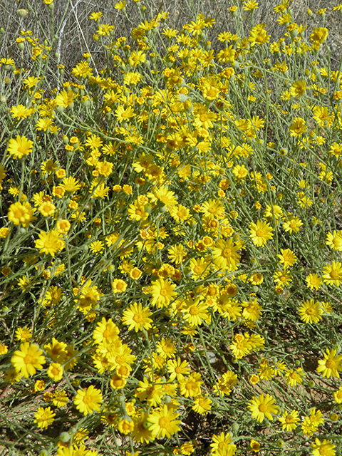 Machaeranthera gracilis (Slender goldenweed) #82111