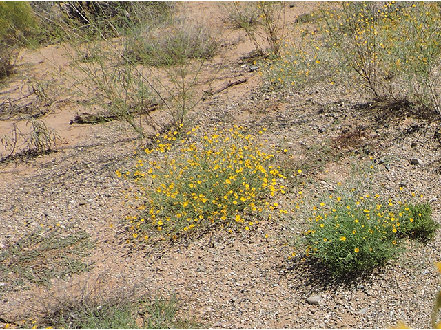 Machaeranthera gracilis (Slender goldenweed) #82114