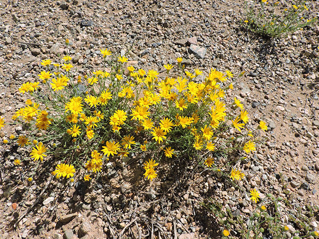 Machaeranthera gracilis (Slender goldenweed) #82115