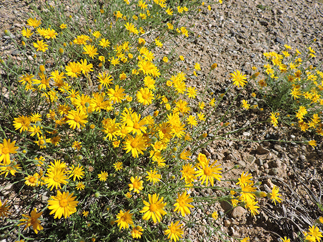 Machaeranthera gracilis (Slender goldenweed) #82116