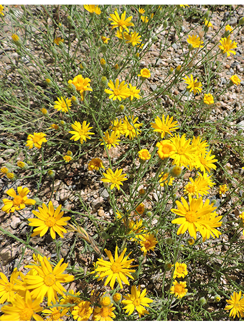 Machaeranthera gracilis (Slender goldenweed) #82117