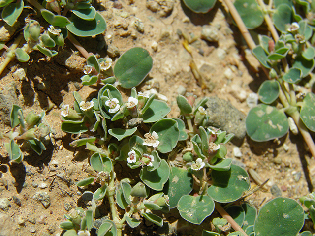 Chamaesyce fendleri (Fendler's sandmat) #82123