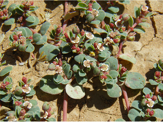 Chamaesyce fendleri (Fendler's sandmat) #82126