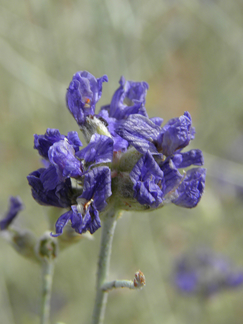 Psorothamnus scoparius (Broom dalea) #82139