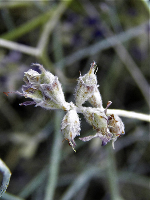 Psorothamnus scoparius (Broom dalea) #82146