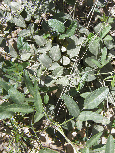 Rhynchosia senna var. texana (Texas snoutbean) #82154