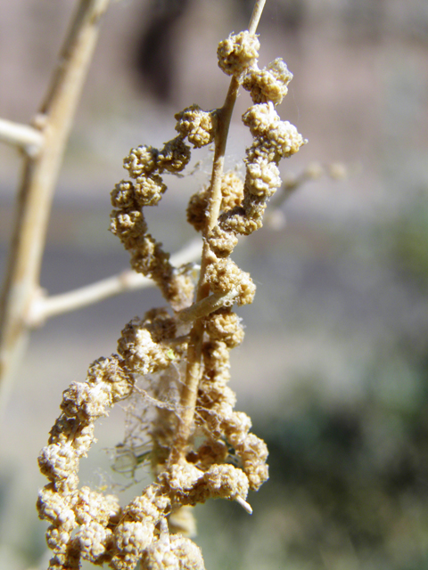 Atriplex lentiformis (Big saltbush) #82194