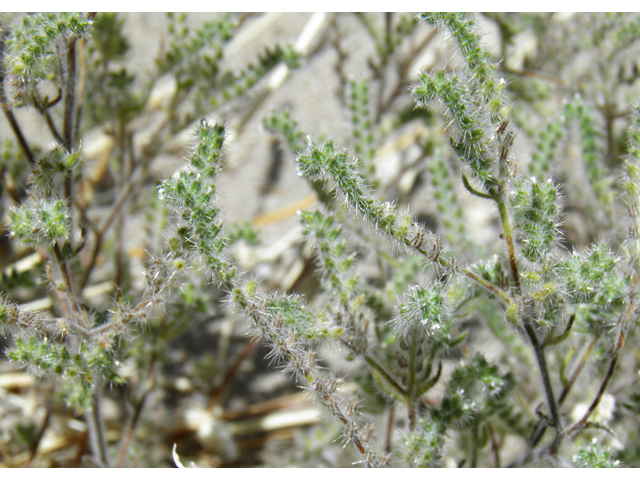 Cryptantha crassisepala (Thicksepal cryptantha) #82231