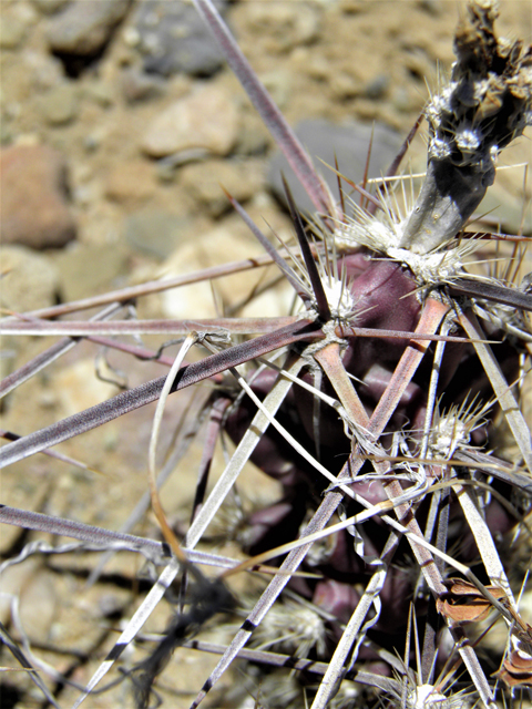 Grusonia grahamii (Graham's pricklypear) #82278