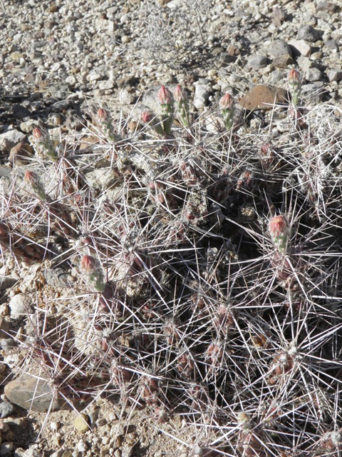 Grusonia grahamii (Graham's pricklypear) #82282