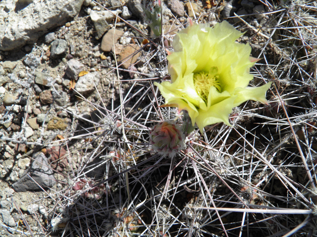 Grusonia grahamii (Graham's pricklypear) #82288