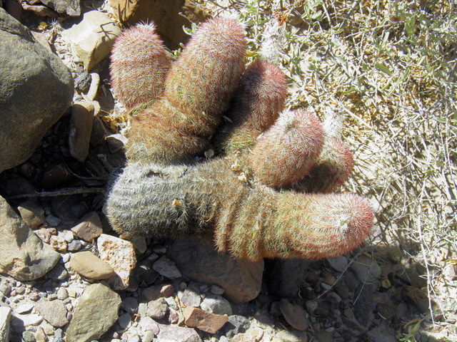 Echinocereus dasyacanthus (Texas rainbow cactus) #82299