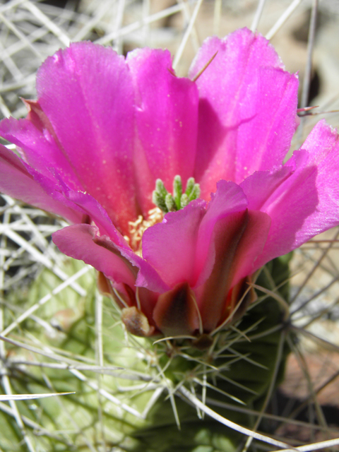 Echinocereus enneacanthus (Pitaya) #82309