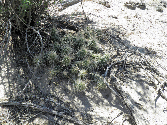 Echinocereus enneacanthus (Pitaya) #82313