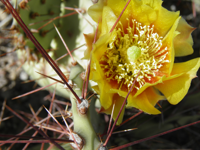 Opuntia phaeacantha (Tulip prickly pear) #82333