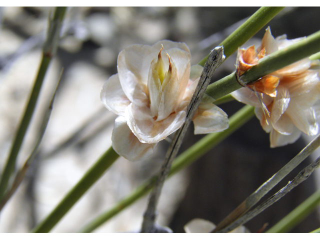 Ephedra trifurca (Ephedra) #82346