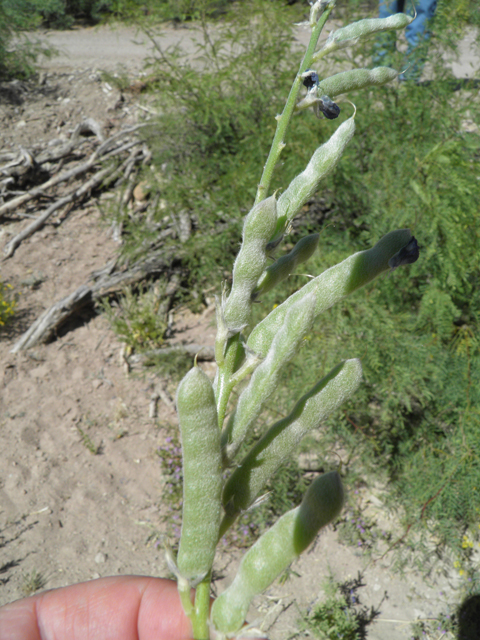 Lupinus havardii (Big bend bluebonnet) #82381