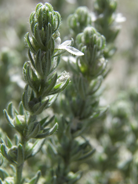 Teucrium cubense (Small coastal germander) #82415