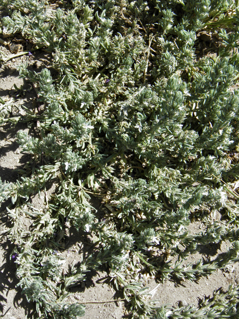 Teucrium cubense (Small coastal germander) #82422