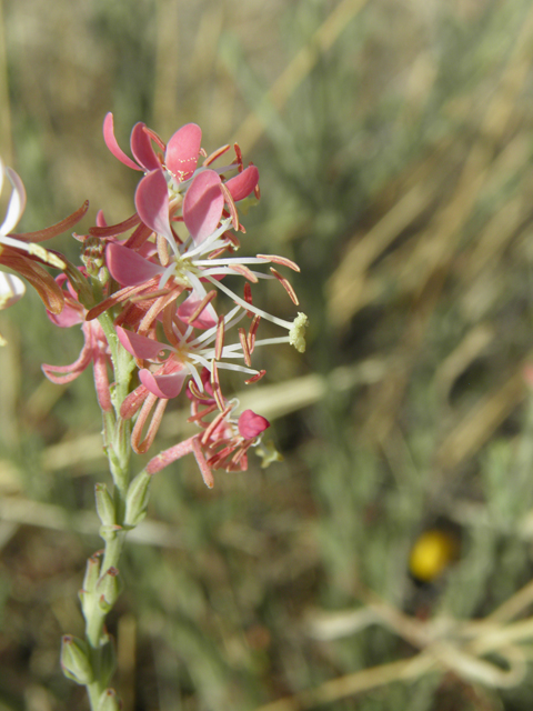 Oenothera suffrutescens (Scarlet beeblossom) #82429