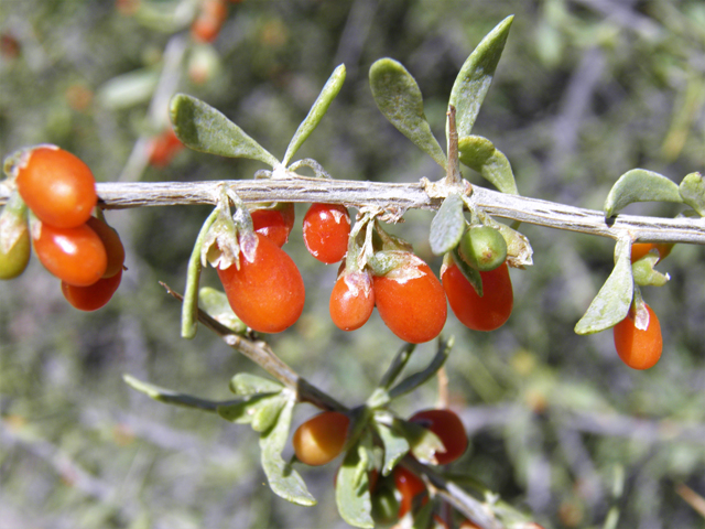 Lycium torreyi (Torrey wolfberry) #82471