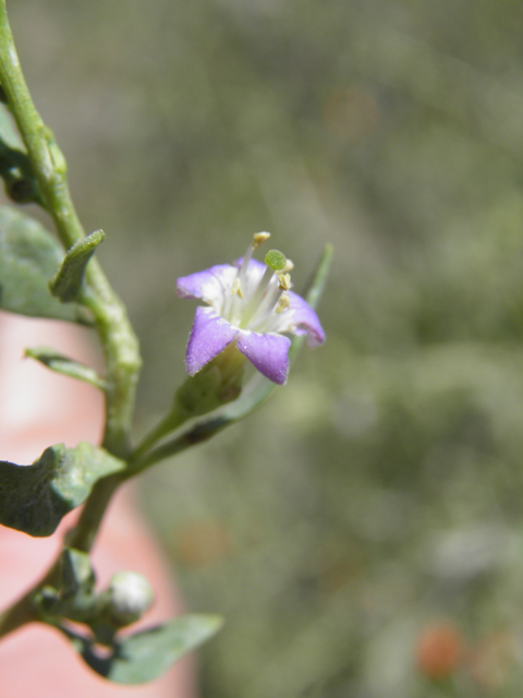 Lycium torreyi (Torrey wolfberry) #82474