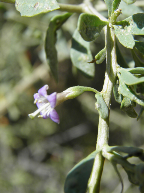 Lycium torreyi (Torrey wolfberry) #82483