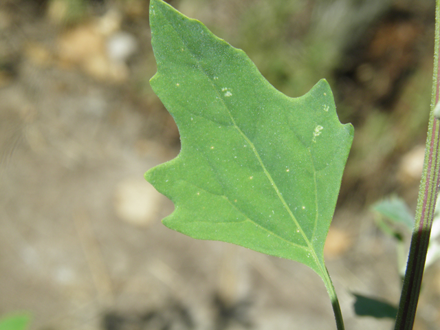 Chenopodium berlandieri (Pitseed goosefoot) #82504